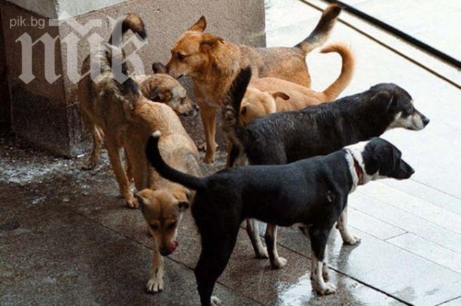 Румъния отрича за атаката на кучета в Силистренско 