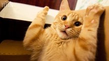 Не галете котките, стресирате ги!