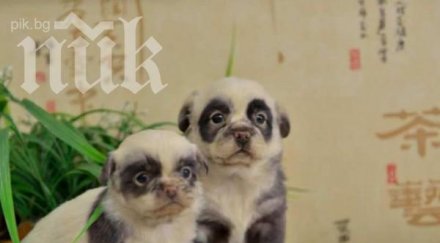 уникален хороскоп вижте характера кучето зодията