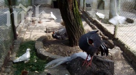 айтоският зоопарк посреща обитатели пролет