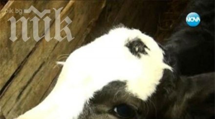 аномалия монтанско роди теле очи