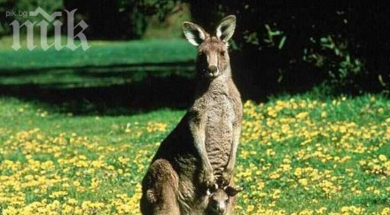 люлки развличат животните старозагорския зоопарк