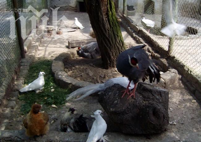 Айтоският зоопарк посреща много нови обитатели тази пролет