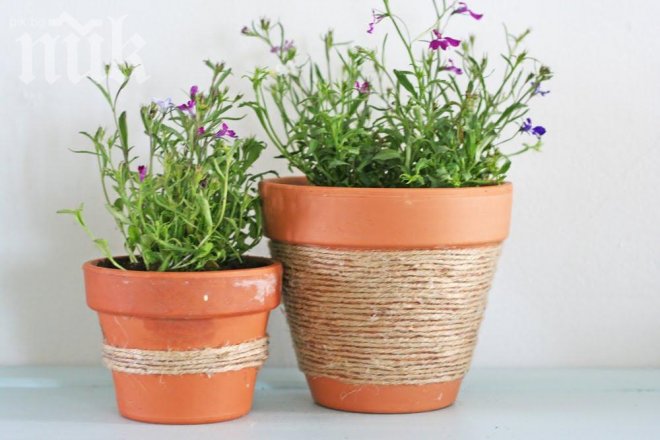 Събудете саксийните растения