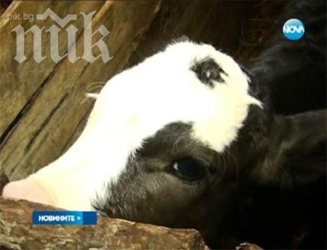 Аномалия! В Монтанско се роди теле с 3 очи