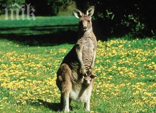 Люлки ще развличат животните в старозагорския зоопарк