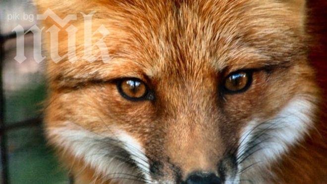 Ваксинираха ловец, гръмнал бясна лисица