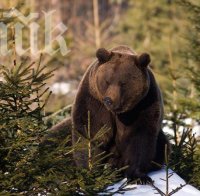Добричкото мече се събуди в добро настроение след 4-месечния си зимен сън