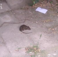 Трепят плъховете в София