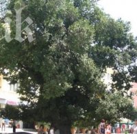 Българско дърво стана европейски феномен