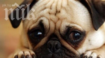 гамени трошат вериги краката кучета борисовата градина