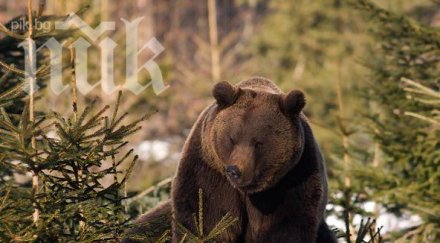 добричкото мече събуди добро настроение месечния зимен сън