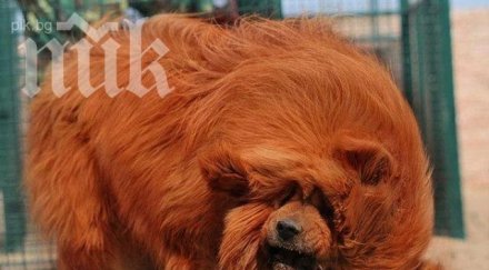 продадоха скъпото куче света