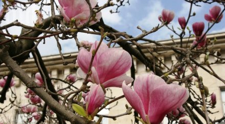 магнолиите хит пловдив