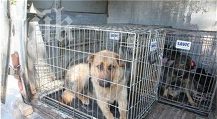гадно нашенци изнасят нелегално кучета котки западна европа