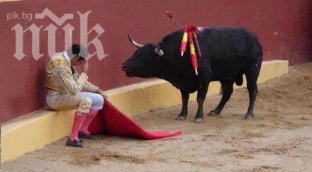 трогателно тъжен бик отказа бие тореадора срина разплака велика снимка