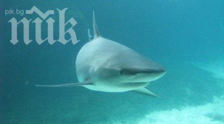 смразяващо кръвта видео акула атакува водолаз
