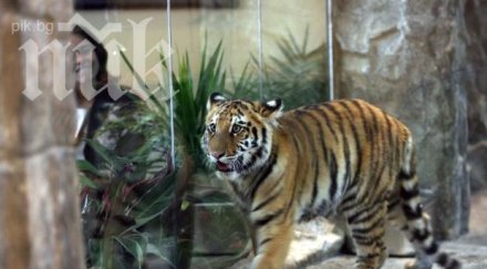 варненският зоопарк посреща тигрицата нейша