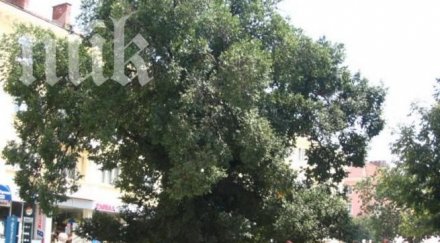 българско дърво стана европейски феномен