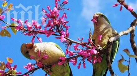честита първа пролет