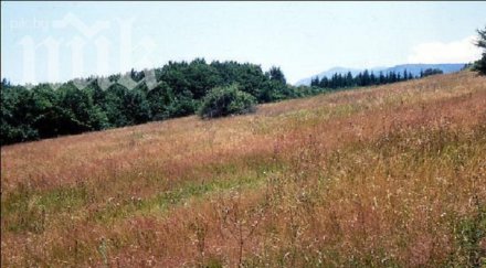 спасиха годишна часа гората