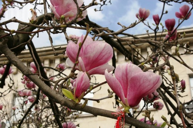 Магнолиите са хит в Пловдив