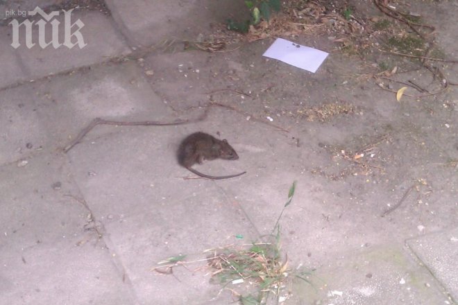 Трепят плъховете в София