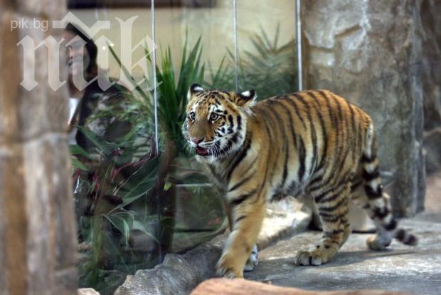 Варненският зоопарк посреща утре тигрицата Нейша