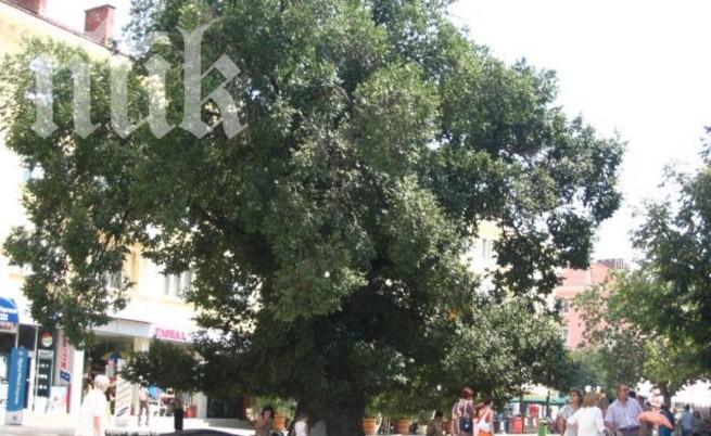 Българско дърво стана европейски феномен