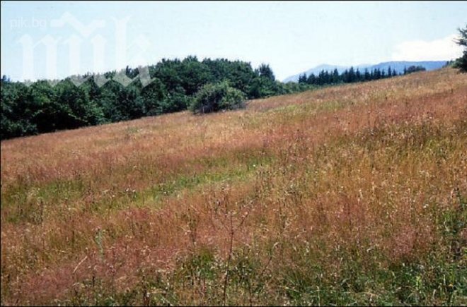 Спасиха 90-годишна след 12 часа в гората