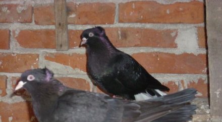 животински пазар трови живота варненци