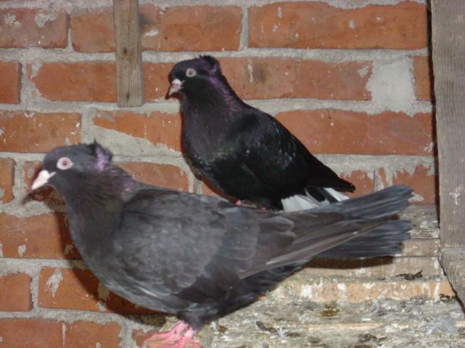 Животински пазар трови живота на варненци !