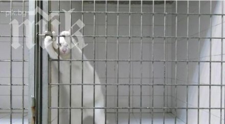 хитро коте смая света уменията видео