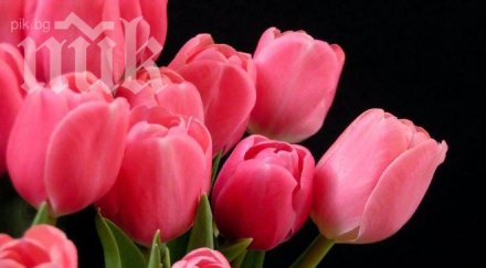 любимото цвете издава характера