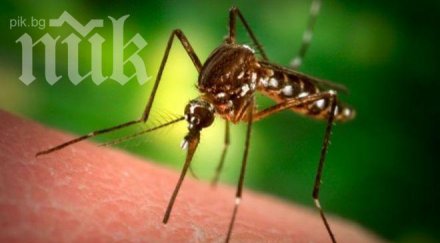 внимание опасни комари връхлитат страната дни сеят енцефалит фатално