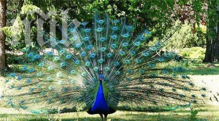 любимият паун пакистанския премиер стана жертва котка