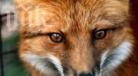 лисици превзеха село пловдив