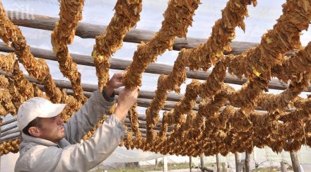 тютюнопроизводител заплаши самозапали парламента