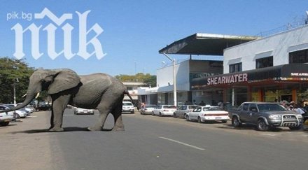 избягали цирк слонове вилняха мисури