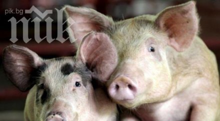 година затвор фермер оставил 400 прасета умрат глад жажда