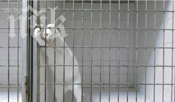 Хитро коте смая света с уменията си (видео)