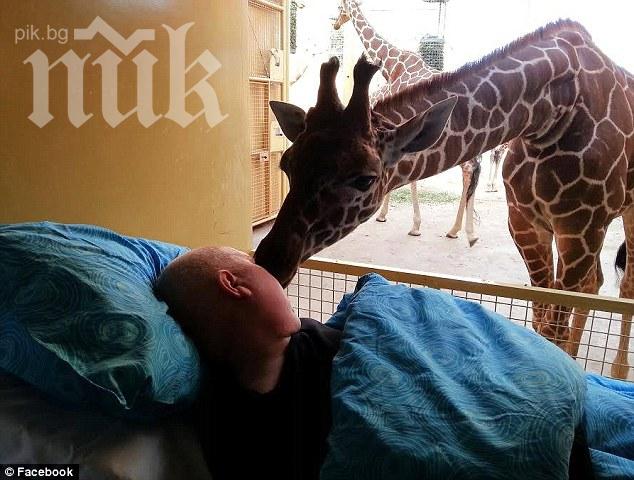 Невероятно! Жираф се сбогува с целувка с умиращия си гледач (снимки)