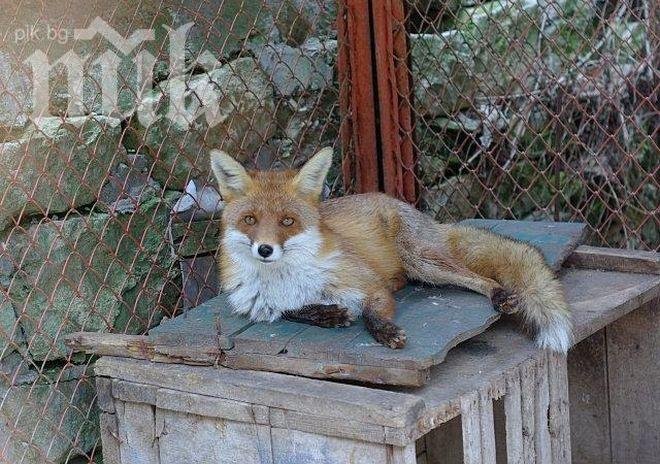 Зоопаркът в София осиновява бездомни животни