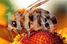 Броят на пчелите в България за 3 години е намалял с 50 %