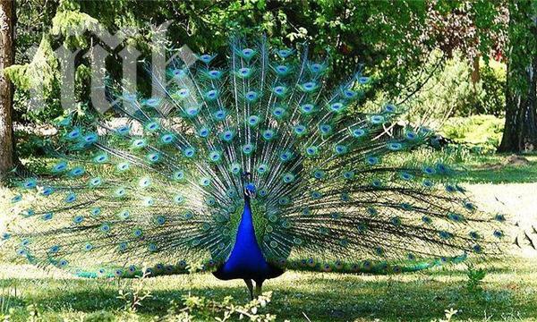 Любимият паун на пакистанския премиер стана жертва на котка