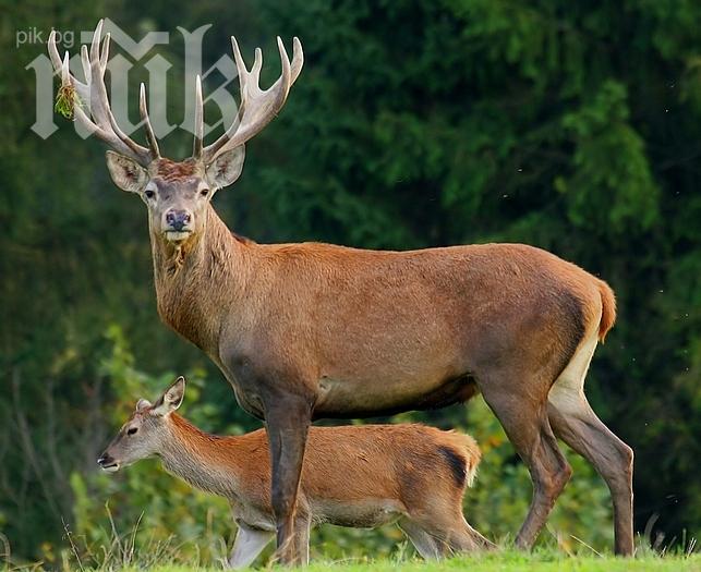 Пуснаха 24 елена край Костино