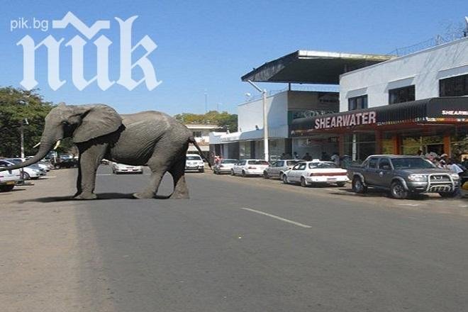 Избягали от цирк слонове вилняха из Мисури