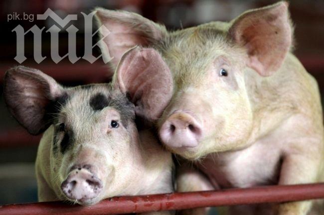 Година затвор за фермер, оставил над 400 прасета да умрат от глад и жажда 