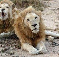 Датският зоопарк, който уби жирафа Маруис, екзекутира и семейство лъвове (снимки)