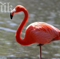 Ужас! Обезглавиха 15 птици фламинго в зоопарк!